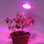 ЭРА Лампа красно-синего спектра FITO-16W-RB-E27-K (12/36/360)