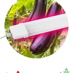 ЭРА Линейный светильник красно-синего спектра FITO-36W-RB-N (10/240)