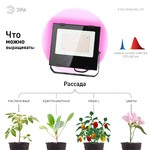 ЭРА Прожектор красно-синего спектра FITO-100W-RB-LED (10/160)