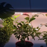 ЭРА Линейные светильник полного спектра FITO-18W-T5-Ra90 (30/840)