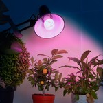 Фитолампа для растений светодиодная ЭРА  FITO-10W-RB-E27 красно-синего спектра