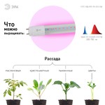 ЭРА Лампа красно-синего спектра FITO-9W-RB-Т8-G13-NL (25/1050)